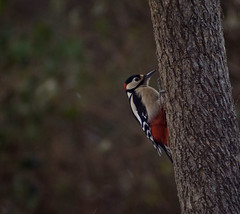 Woodpecker On Palm Tree