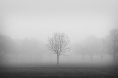 Twickenham Green in Fog