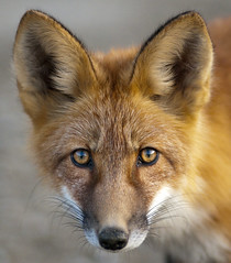 Anglų lietuvių žodynas. Žodis foxed reiškia <li>foxed</li> lietuviškai.