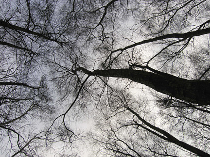 5 January 2011 005/365 Reach for the Sky
