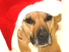 my own little Santa paws