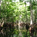 Mangroves • <a style="font-size:0.8em;" href="http://www.flickr.com/photos/26088968@N02/5347998678/" target="_blank">View on Flickr</a>