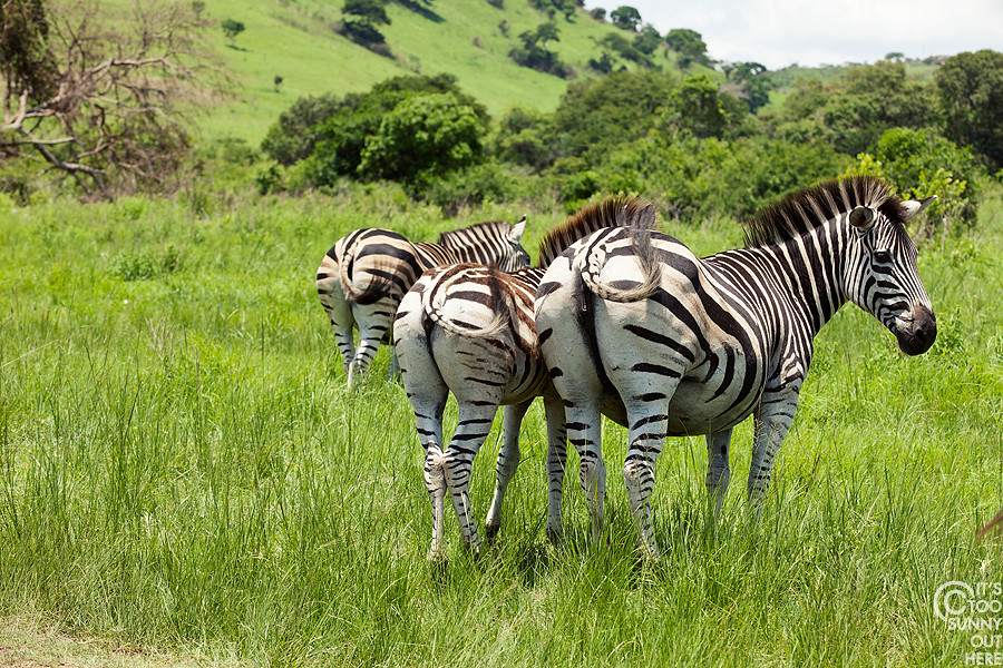 Synchronized zebras - Hluhluwe Game Park