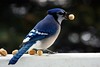 Blue Jay by Martin Cathrae, on Flickr