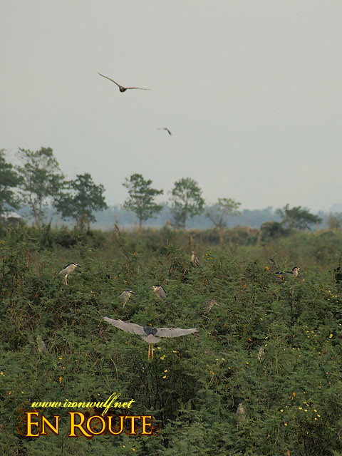 Many of the birds are camoflauged among the bushes