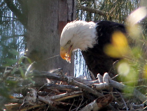 Eaglet feeding 20110123