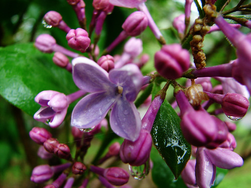 lilac in rain