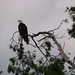 Bald Eagle • <a style="font-size:0.8em;" href="http://www.flickr.com/photos/26088968@N02/5347381089/" target="_blank">View on Flickr</a>