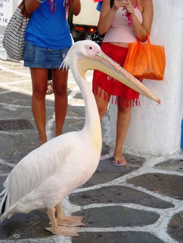 Pelicano - Mykonos