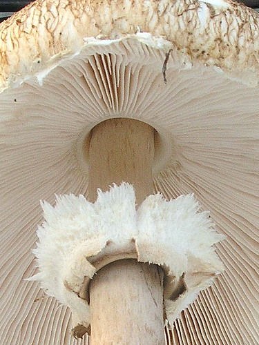Blick unter den Hut (Macrolepiota procera)