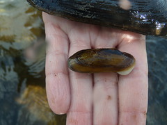 Anglų lietuvių žodynas. Žodis freshwater clam reiškia gėlavandenis moliuskas lietuviškai.
