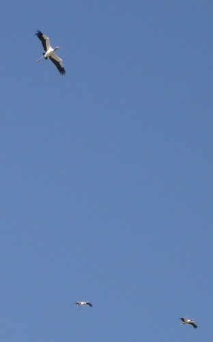 Palo Verde, cigüeñones en vuelo