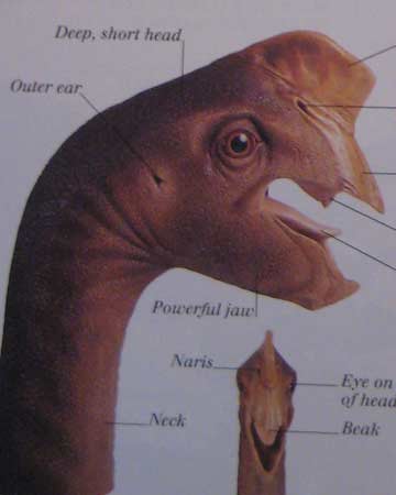 Eyewitness Visual Dictionary of Dinosaurs, Oviraptor bust