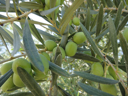 Olives on the Branch
