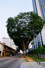 大行道樹 @ 新加坡