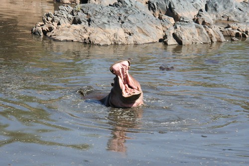 yodeling hippo