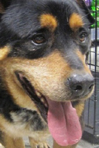 Hemingway the dog is looking for a forever or foster home