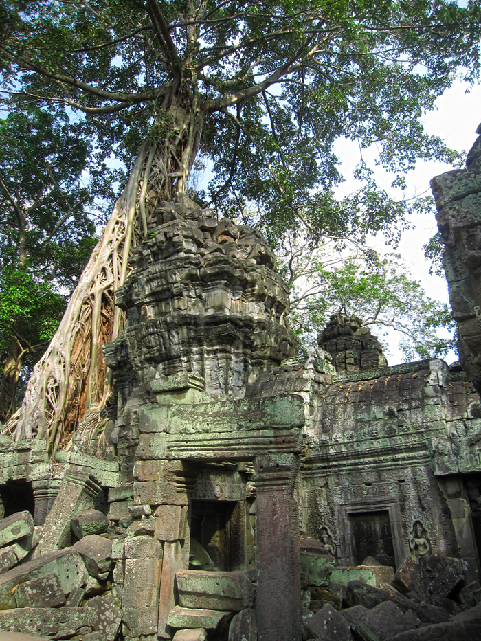 Jungle Temple, Angkor Wat, Cambodia