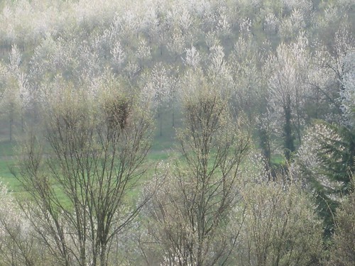 primavera. 3.4.11, 4