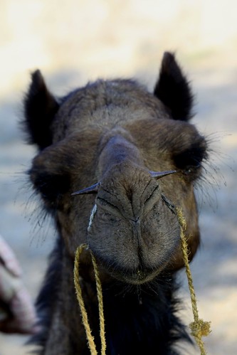 jaisalmer camel safari