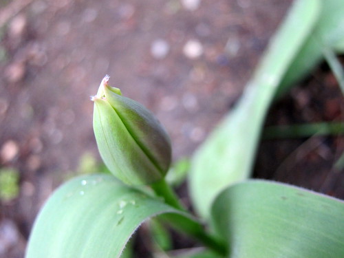 tulip, on the rise