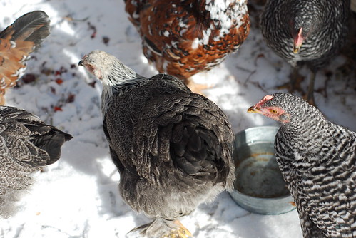 Chickens in snow.