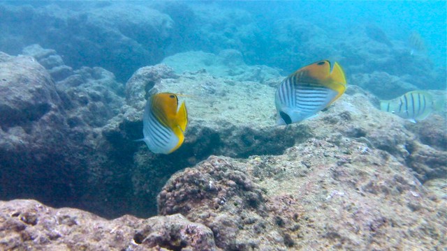 Hanauma Bay, Oahu, Hawaii, snorkeling