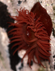 Beadlet anemone, Actinia equina