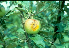 Cedar apple rust lesion on fruit. Photo courtesy Keith S. Yoder, Virginia Tech.