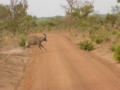 Séjour au Bénin — Parc National de la Pendjari, 08