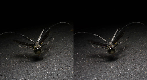 Batocera lineolata, stereo parallel view