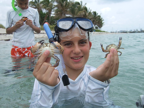 swimming crabs galore