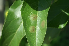 Apple scab lesions on leaf. Photo courtesy Alan R. Biggs, West Virginia Univ.
