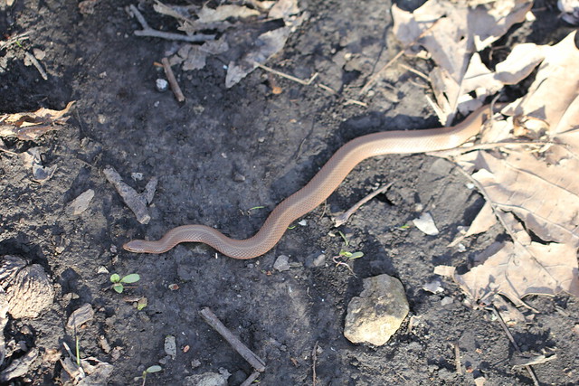 Smooth Earth Snake in Baldwin Woods