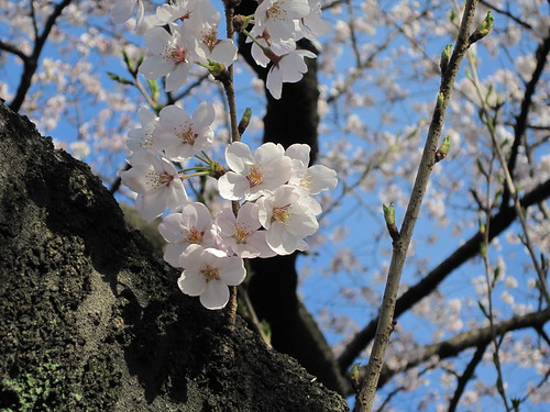 Sakura at Kudanshita