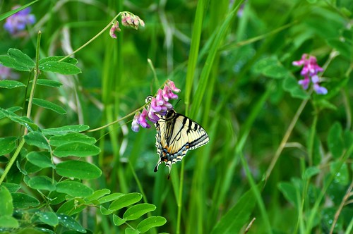 Tiger Swallowtail 4