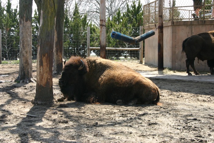 bison2