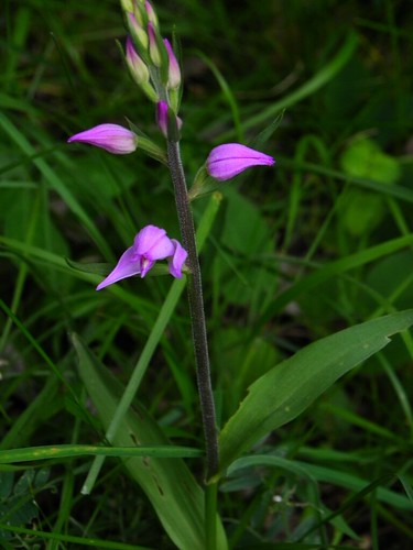 Céphalanthère rouge=Cephalanthera rubra (Orchidée) - Lac de Montdessus 005