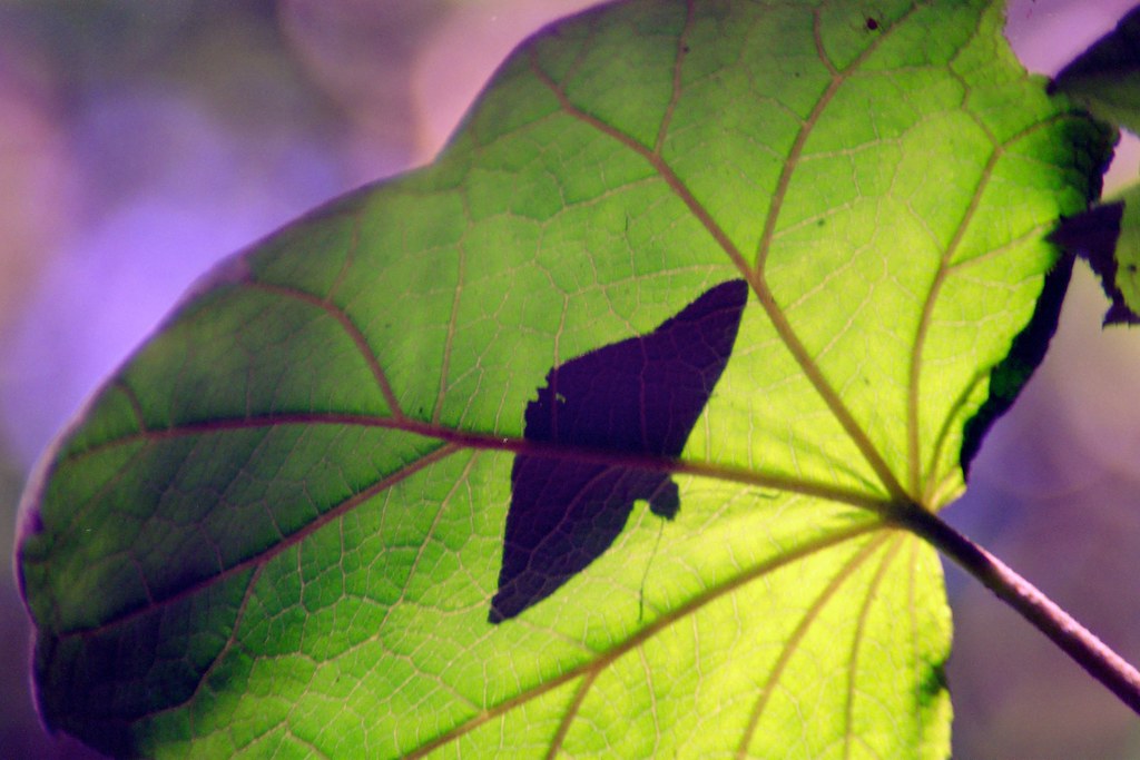 butterfly on leaf, Monteverde, Costa Rica