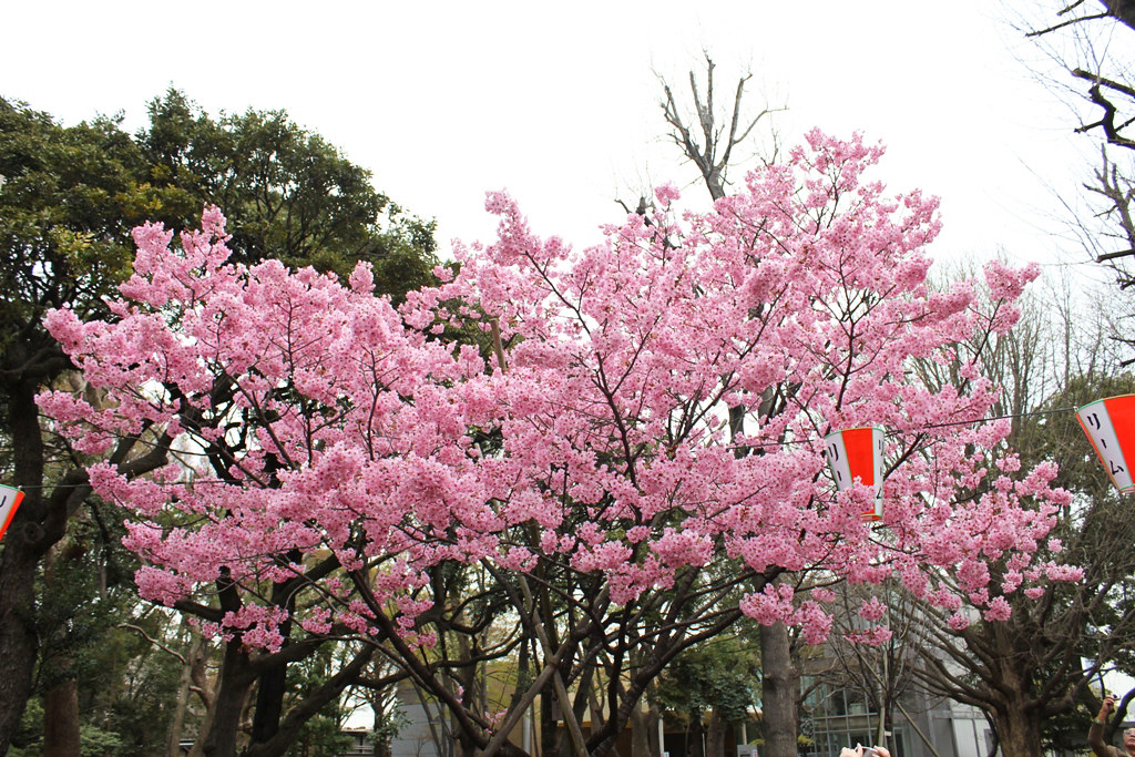 Sakura Photo 2011Ueno (4)