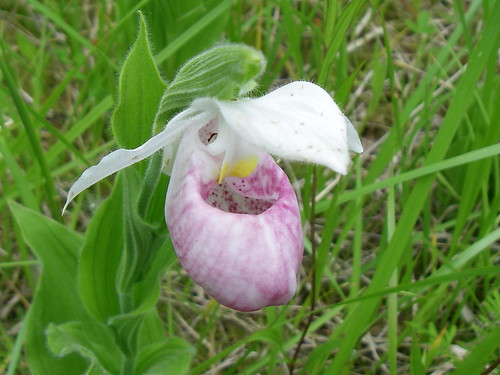 Ladyslippers