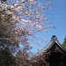 .: japanese spring