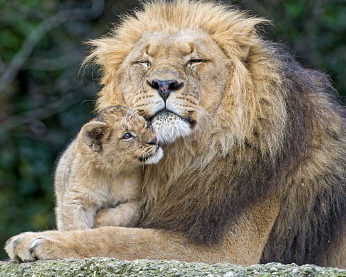 Löwenmännchen mit Jungtier