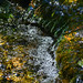 Arboretum stream water 05-31-2014 003