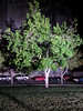 Illuminated tree • <a style="font-size:0.8em;" href="http://www.flickr.com/photos/9039476@N03/14166432396/" target="_blank">View on Flickr</a>