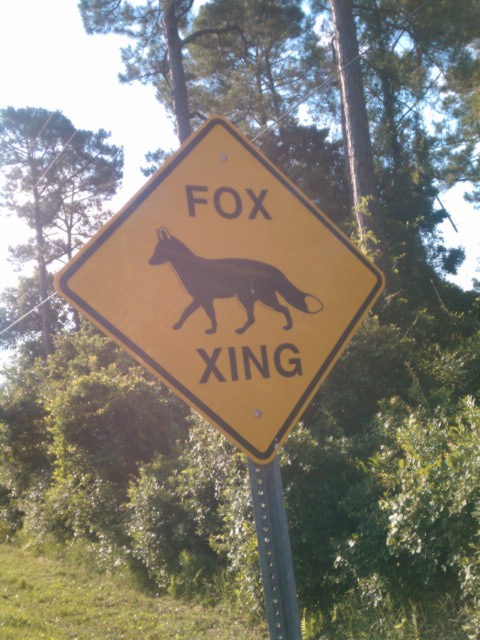Fox crossing