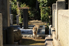 谷中霊園 猫