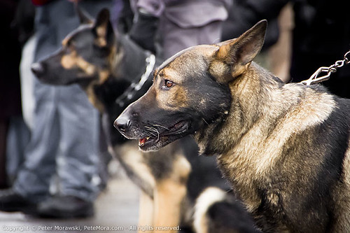 Ryan Russell Funeral Procession: Police Dogs