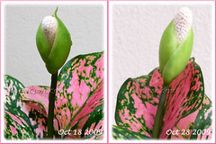 Flowers of Aglaonema 'Valentine' (Chinese Evergreen), a Thai hybrid with pink+green variegation