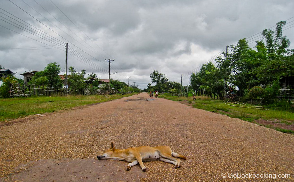 Dog in a quiet street - southern Laos